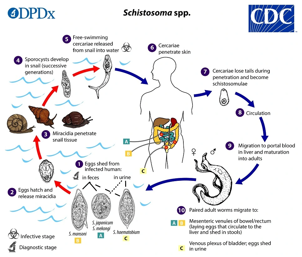 CDC diagram depicting the lifecycle of a Schistosoma parasite