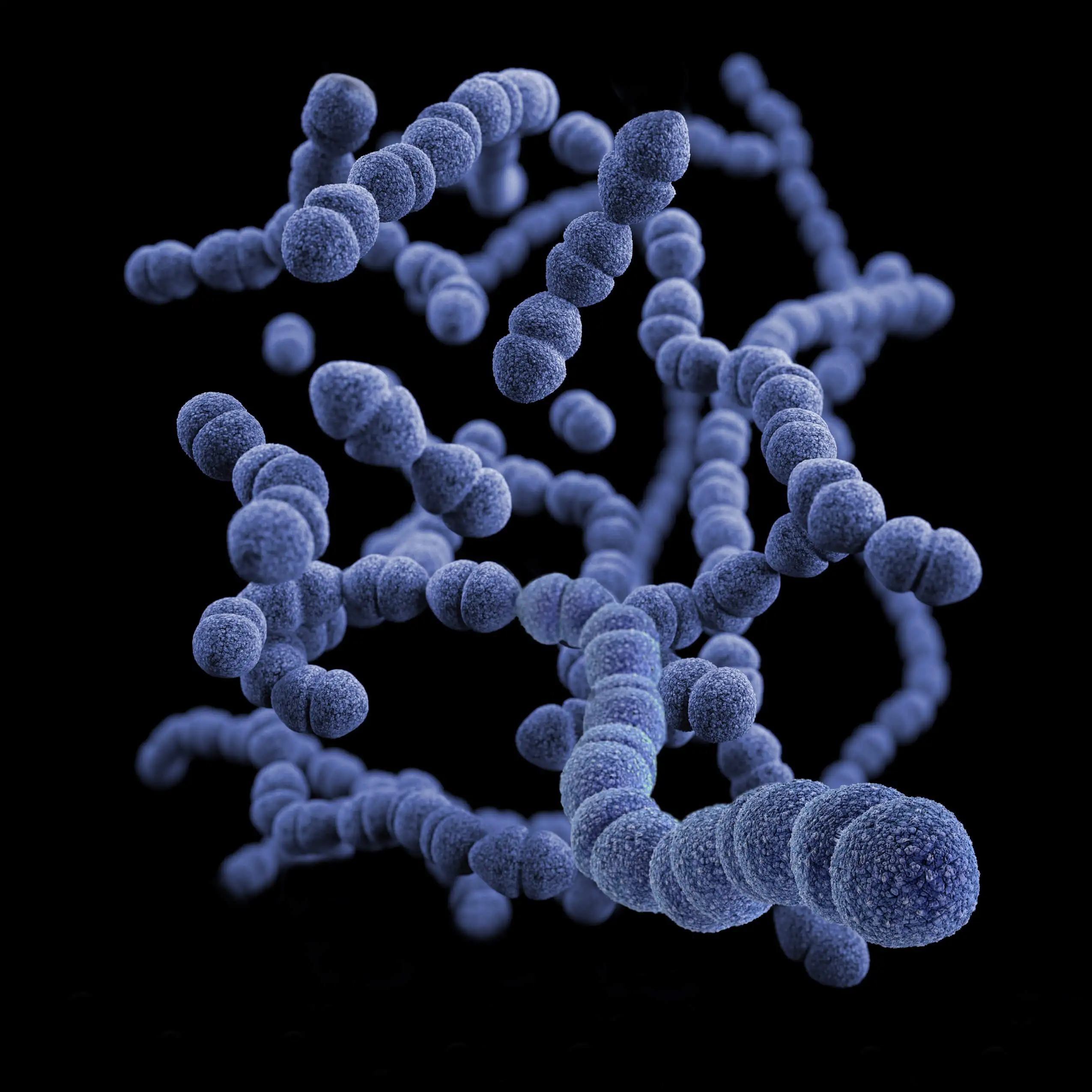 Artist illustration of Streptococcus