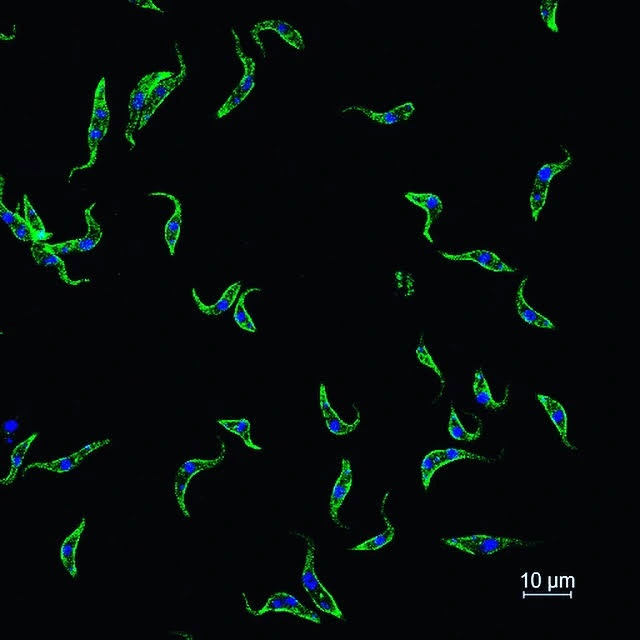 A fluorescent microcopy of Trypanasoma Brucei